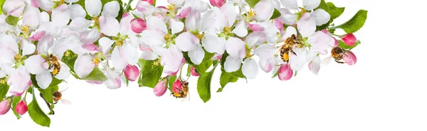 stock image Spring flowers & bee wite background a large strip