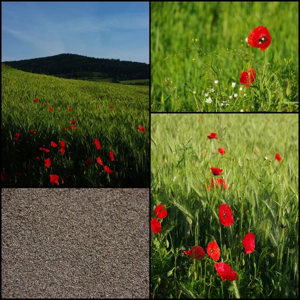 Red poppy and its seeds — Stock Photo, Image