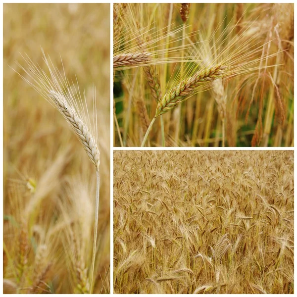 Fältet av korn — Stockfoto