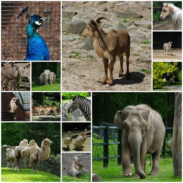 Jardín zoológico — Foto de Stock