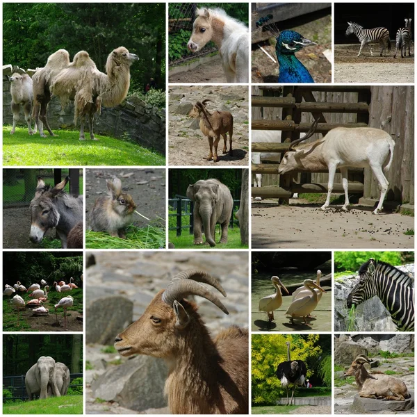 Zoologická zahrada — Stock fotografie