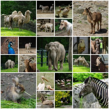 Zoological garden clipart