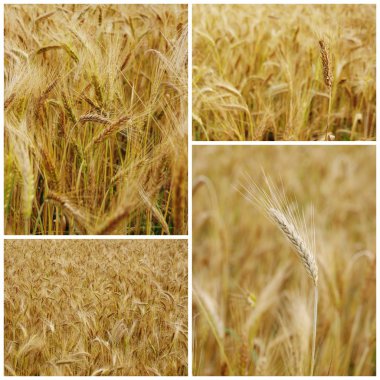 Field of grain clipart