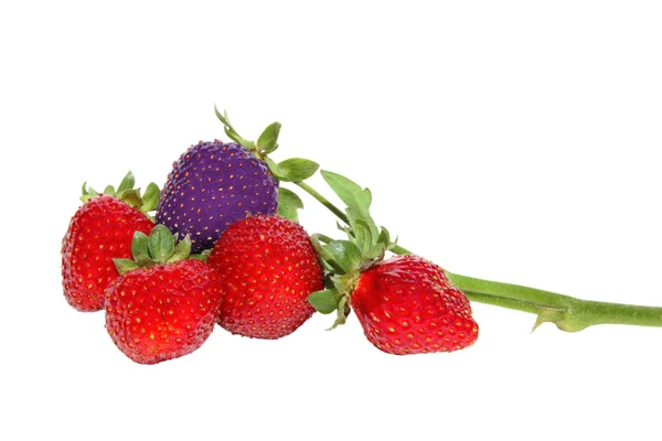 Kvist av jordgubbar på en vit bakgrund — Stockfoto