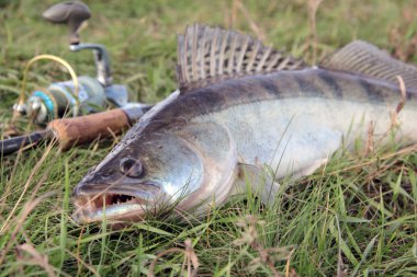 Fishing catch - zander clipart