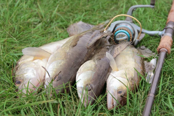 Рыбный улов - судак — стоковое фото