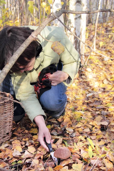 stock image Woman cuts off boletus mushroom