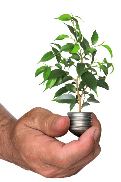 Tree growing from the base of the light bulb in hand — Stock Photo, Image