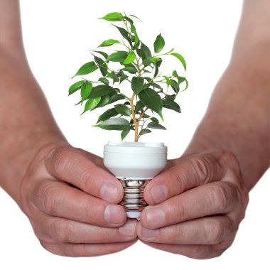 Tree growing from the base of the light bulb clipart