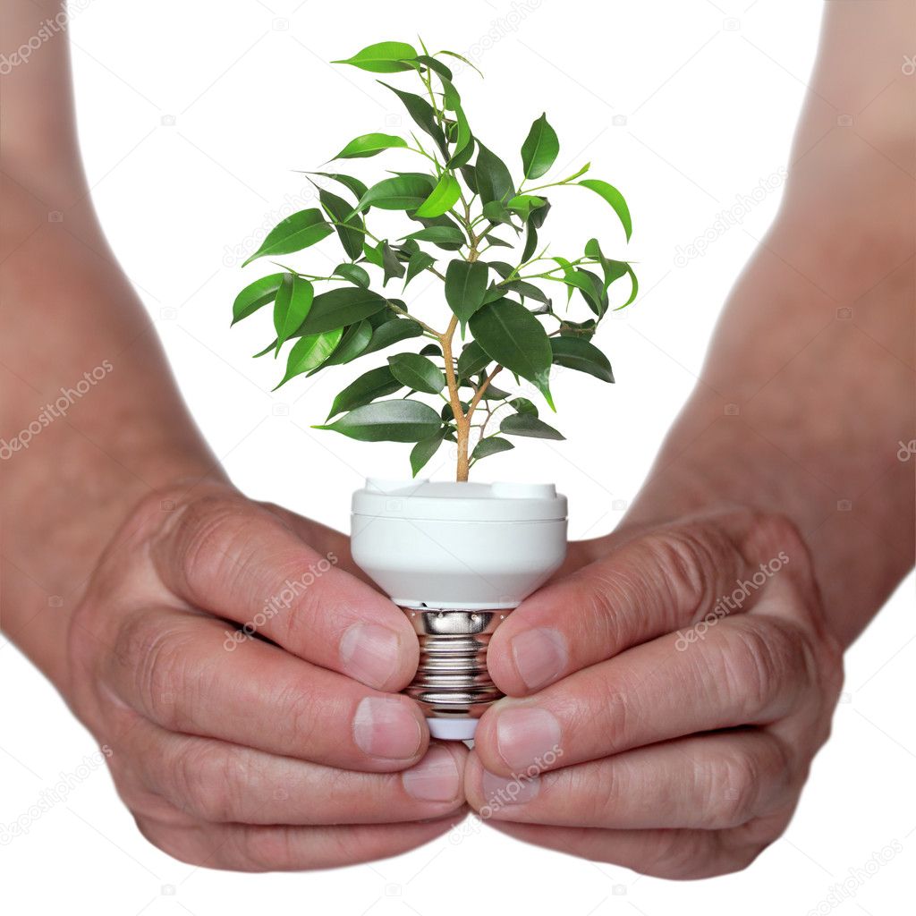Tree growing from the base of the light bulb