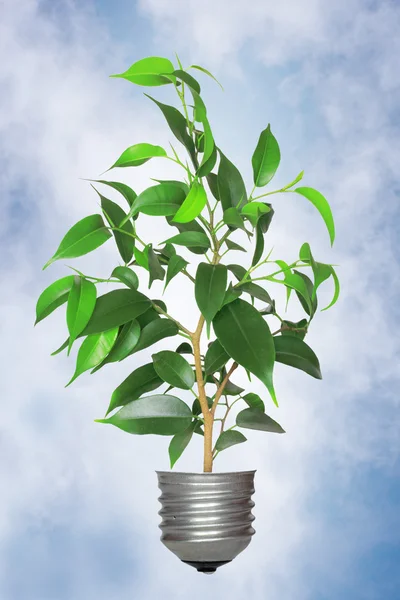 Tree growing from the base against the sky — Stock Photo, Image