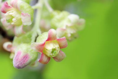 bloesem van BES close-up