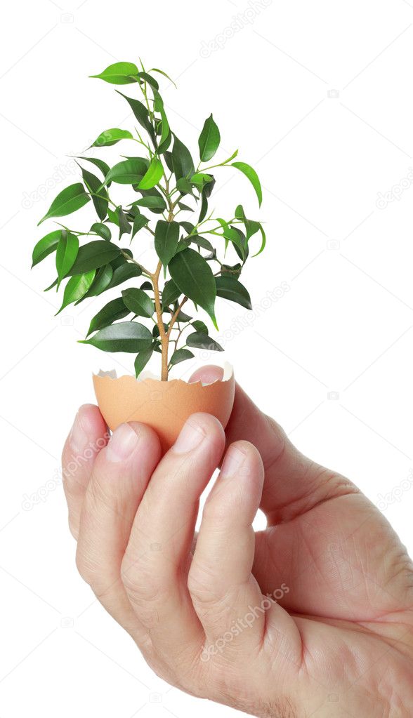 Young green plant in an eggshell