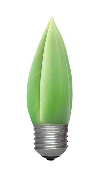 Tulip bud growing out of the light bulb base — Stock Photo, Image