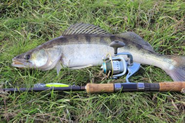 Fishing catch - zander clipart