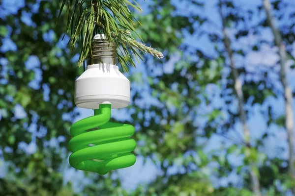 Energibesparing glödlampa på en gren av tall — Stockfoto