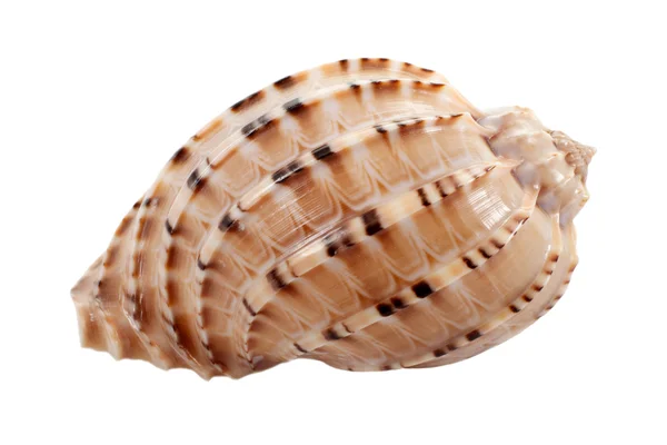 Concha marinha Imagem De Stock