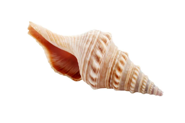 Concha marinha Imagem De Stock