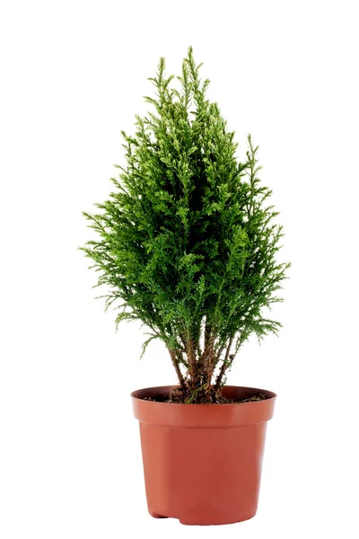 Cypress Royaltyfria Stockfoton