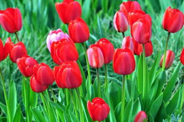 Spring flowers.Spring blossom.Tulips. clipart
