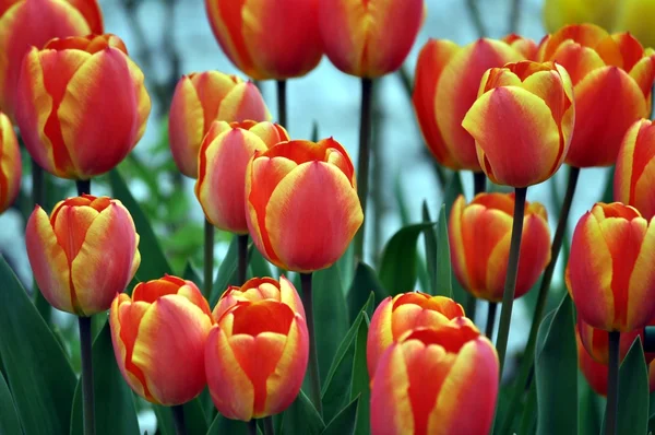 Flores de primavera.Flor primaveral.Tulipanes . — Foto de Stock