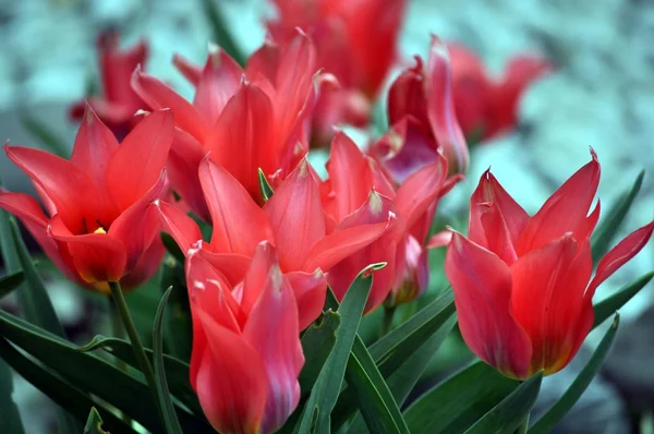 Flores de primavera.Flor primaveral.Tulipanes . — Foto de Stock