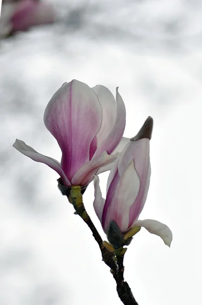 Spring blossom. — Stock Photo, Image