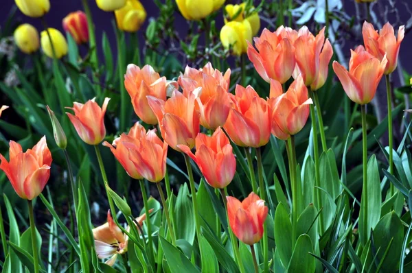 Jarní flowers.spring květy. — Stock fotografie