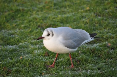 Bird.Seagull