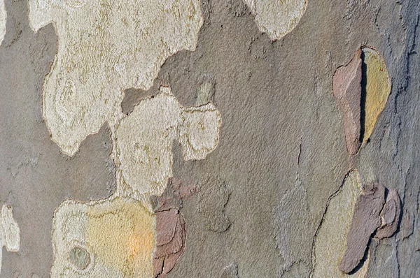 Стена из дерева — стоковое фото