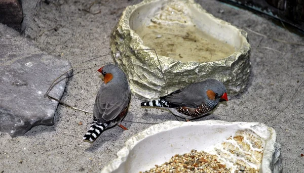 Πουλιά, χωροθέτηση σε ένα πάτωμα. — Φωτογραφία Αρχείου