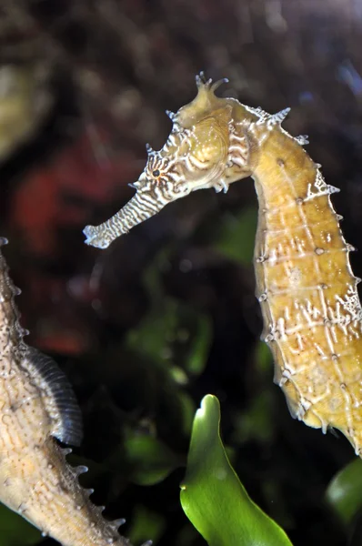 Stock image Sea horse