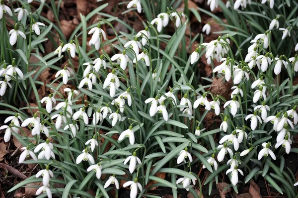 Stock image Spring flowers