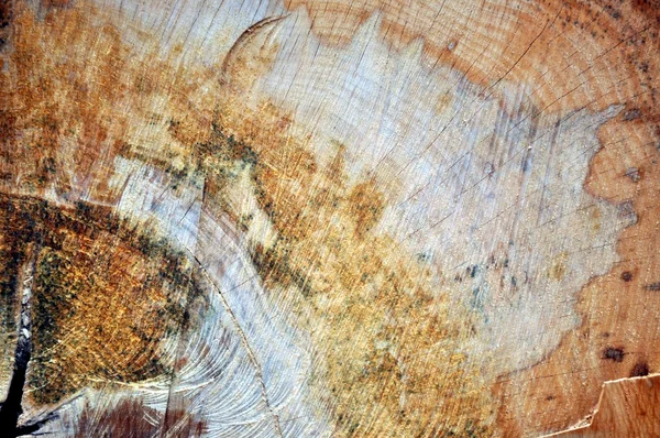 Textuur van een hout — Stockfoto