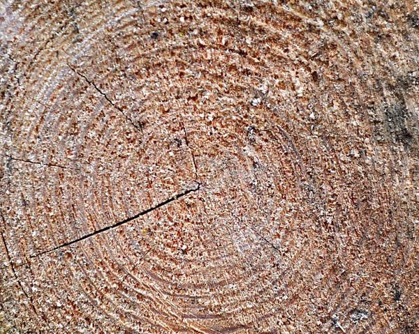 Texture di un legno — Foto Stock