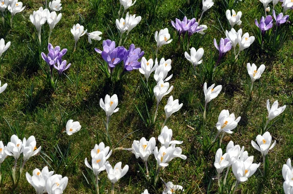 Kwiaty wiosną — Zdjęcie stockowe