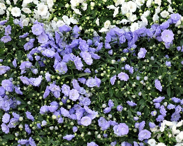 Bloemen in de lente — Stockfoto