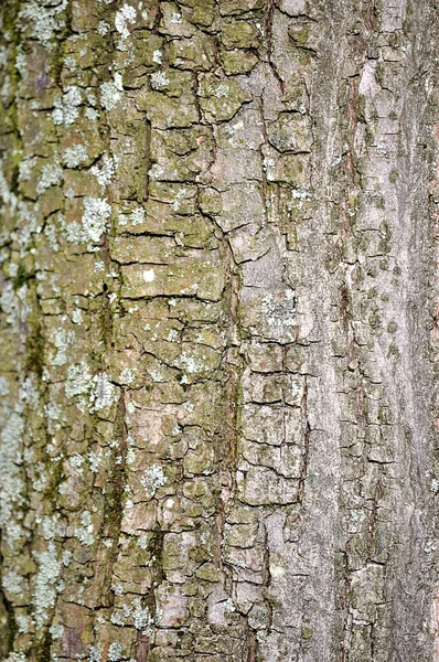 Konsistens av en trä — Stockfoto