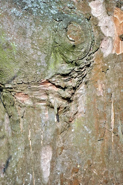 Bir ahşap doku — Stok fotoğraf