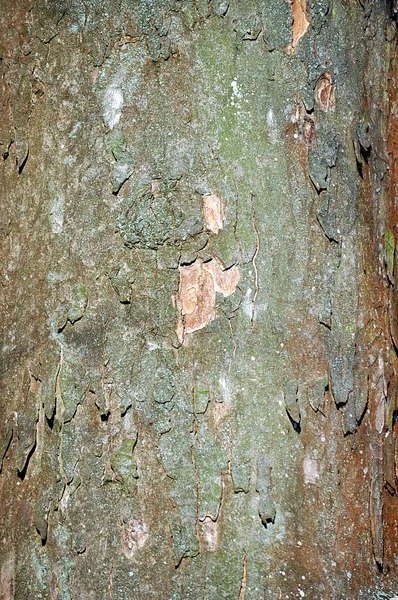Textura de una madera — Foto de Stock