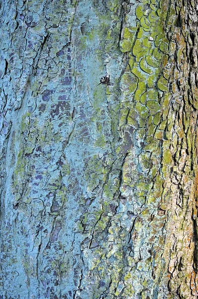 Textur eines Holzes — Stockfoto