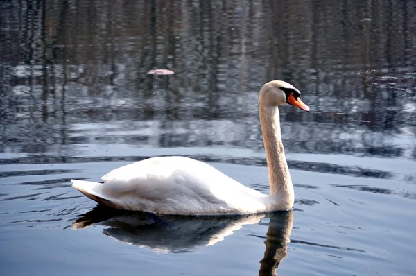 Cisne na lagoa. — Fotografia de Stock