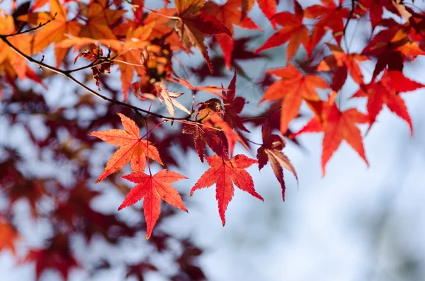 Arce japonés en otoño — Foto de Stock