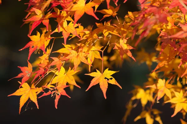Japanischer Ahorn im Herbst — Stockfoto