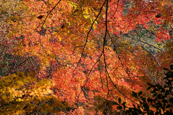 Japanse esdoorn in een forest in de herfst — Stockfoto