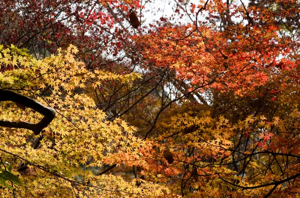Japanse esdoorn in een forest in de herfst — Stockfoto