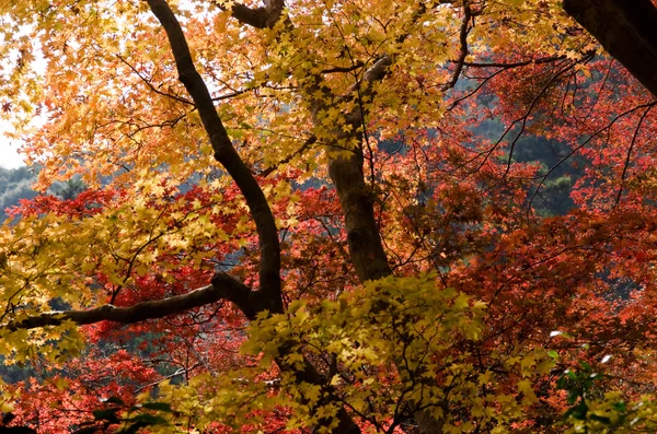 Arce japonés en un bosque en otoño — Foto de Stock