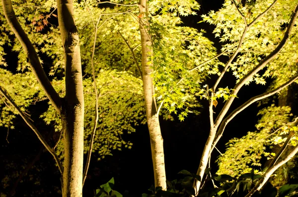 在人工光源槭树 — 图库照片