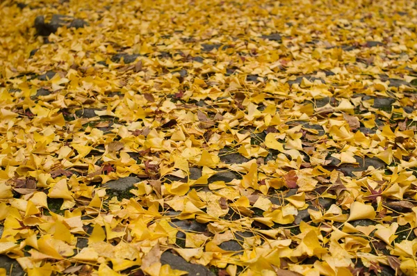 Yellow ginkgo leaves background — Stock Photo, Image