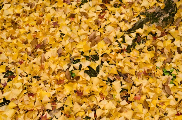 Yellow ginkgo leaves background — Stock Photo, Image
